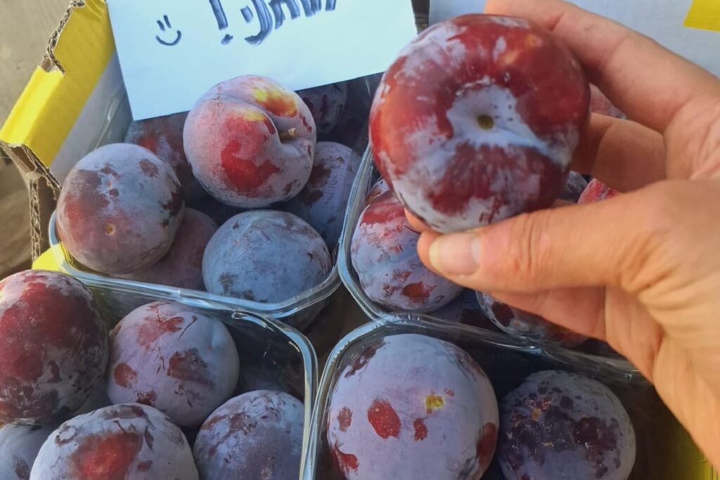 שזיף אדום אורגני