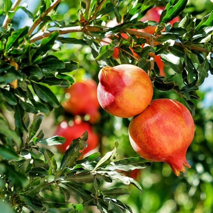 רימון שלם וגרגירים