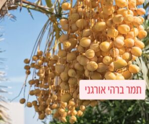 תמרי ברהי צהובים טריים