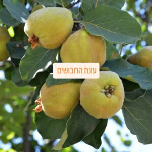 חבושים טריים למכירה