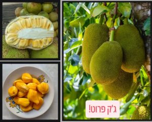 פרי ג׳ק פרוט גדול