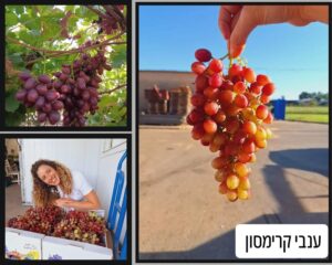 ענבי קרימסון באשכול