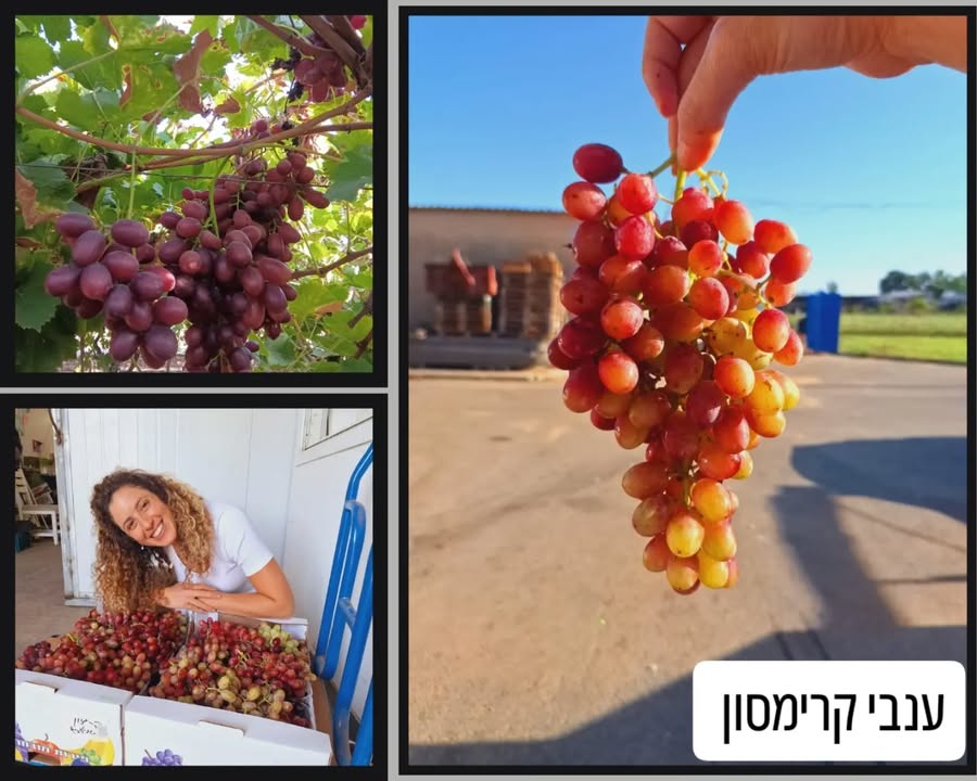 ענבי קרימסון באשכול