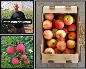 תפוחי גאלה ישראליים