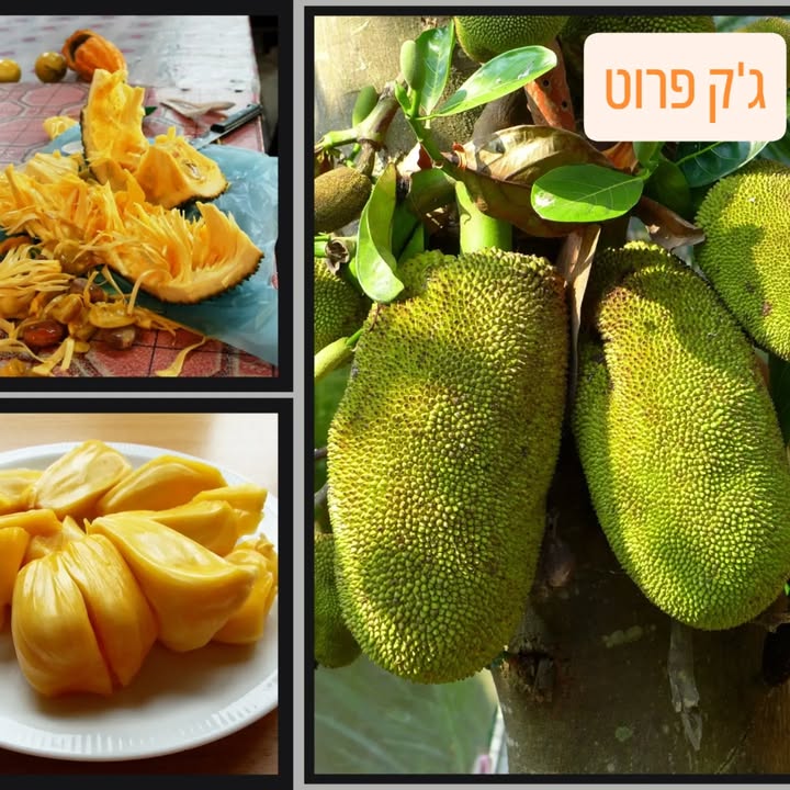 יחידות ג'ק פרוט במשקלים שונים