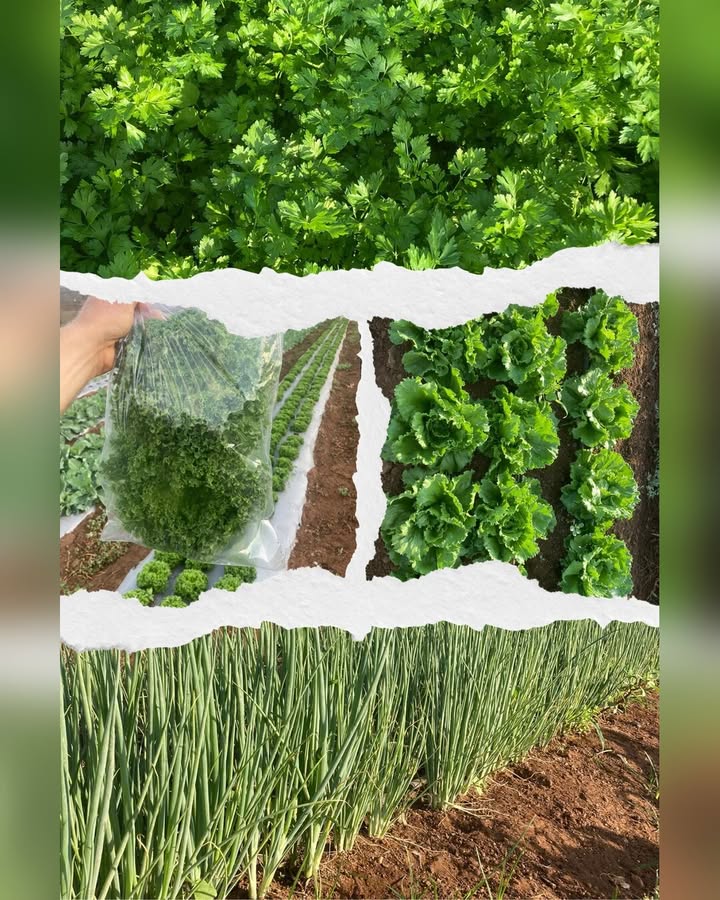 מגוון ירוקים ועשבי תיבול טריים