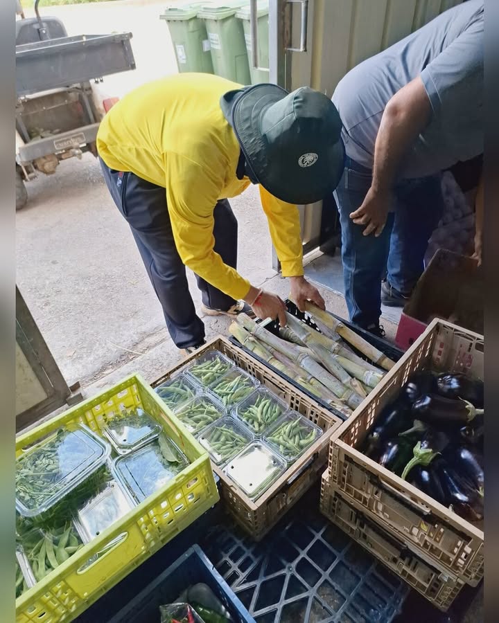 קנה סוכר טרי במלאי