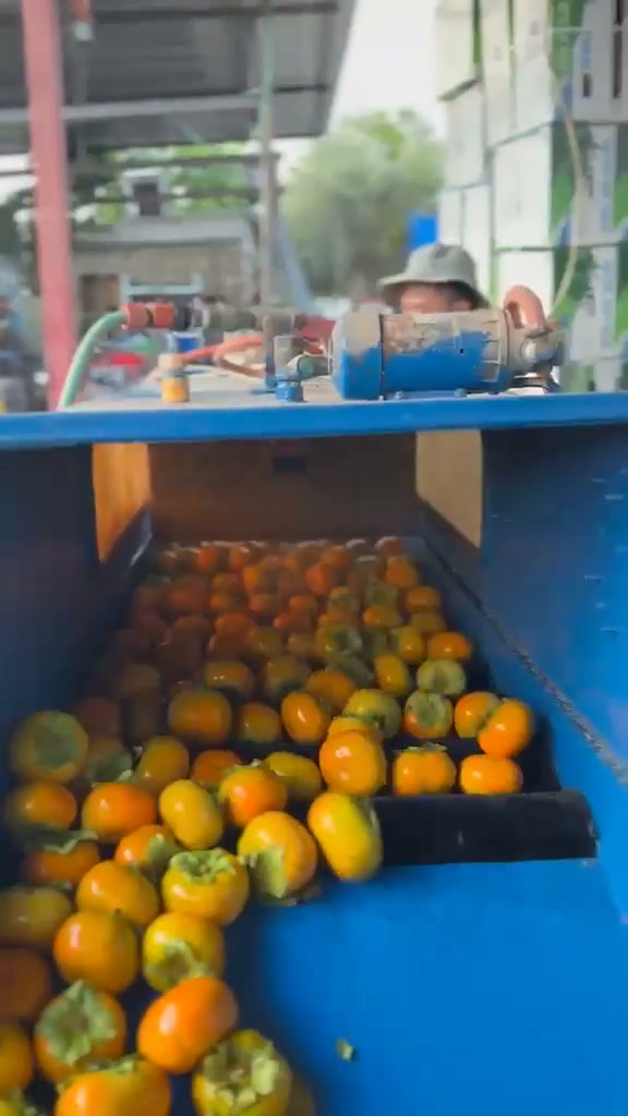 אפרסמונים כתומים טריים אחרי הקטיף