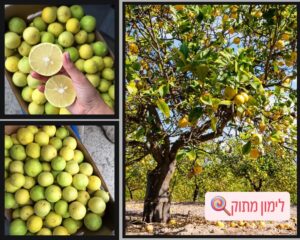 לימונים מתוקים צהובים, שלמים ופרוסים לפלחים