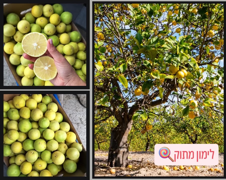 לימונים מתוקים צהובים, שלמים ופרוסים לפלחים