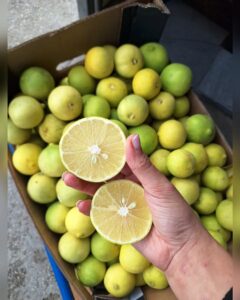לימונים מתוקים צהובים, שלמים ופרוסים לפלחים