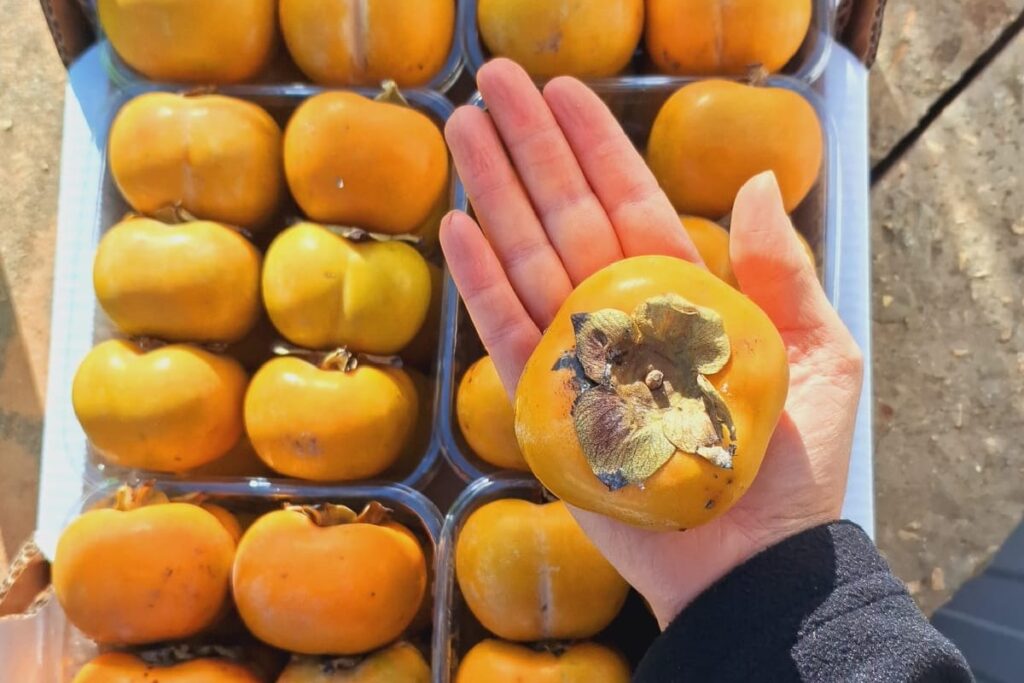 אפרסמון טריומף אורגני